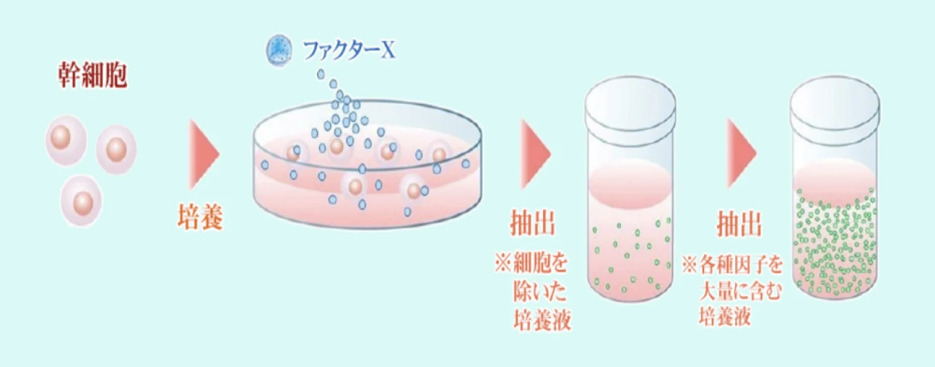 培養プロセスの図解